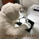 アートドールのPaula’s Catsさん作品1