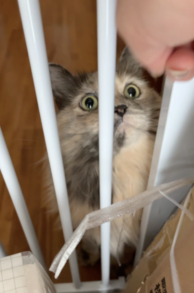 猫雑貨ナガチャンの猫店長ナガチャンが下僕Aが出かけるところをじっと見つめる姿